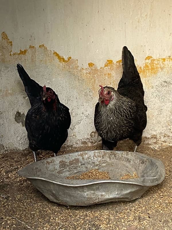 Egg Laying Desi hen Pair for sale 1