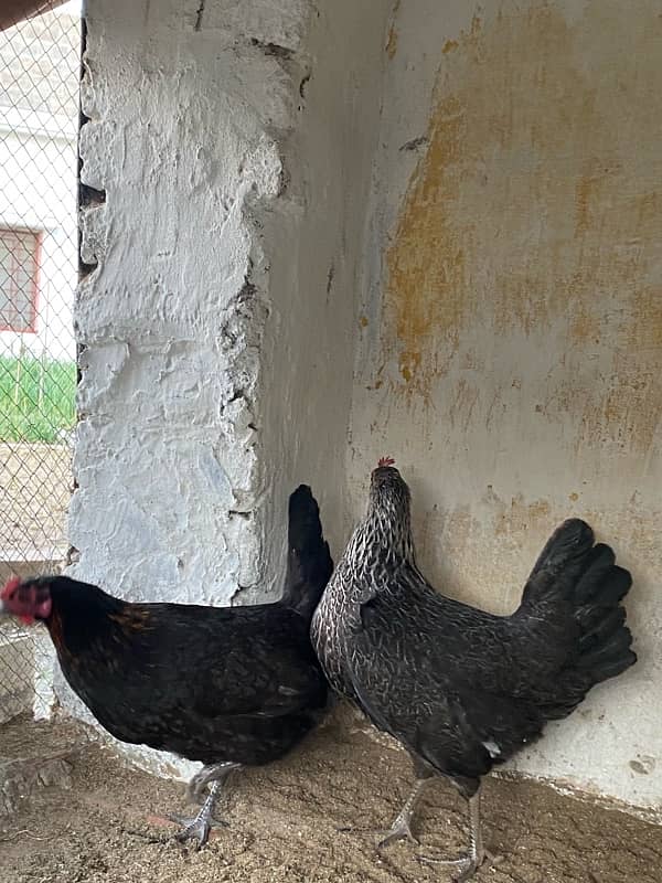 Egg Laying Desi hen Pair for sale 2