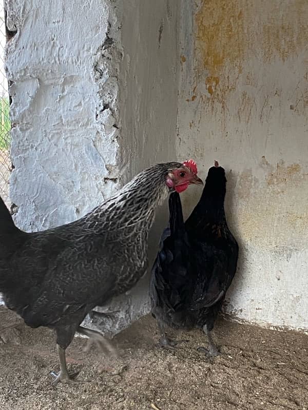 Egg Laying Desi hen Pair for sale 3