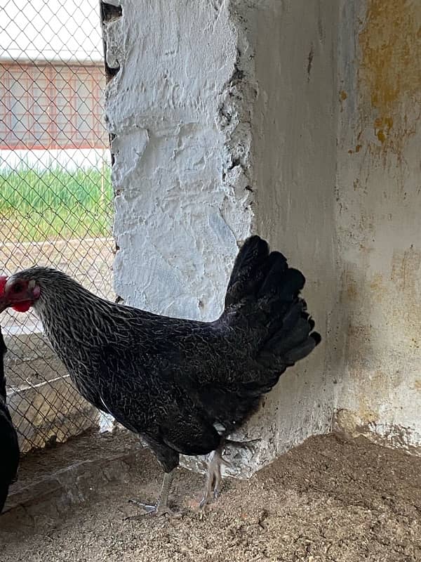 Egg Laying Desi hen Pair for sale 4