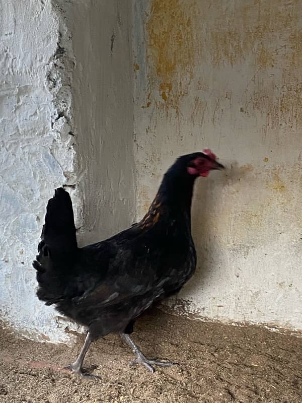 Egg Laying Desi hen Pair for sale 5