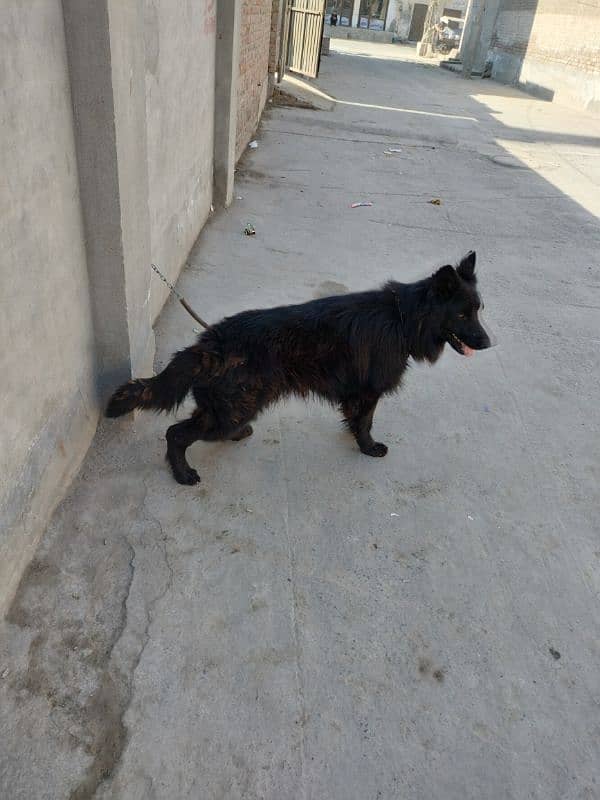 Black German Shepherd with pink Pedigree 1