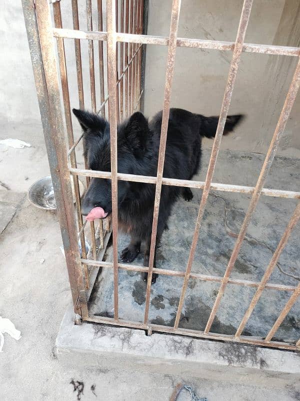 Black German Shepherd with pink Pedigree 4