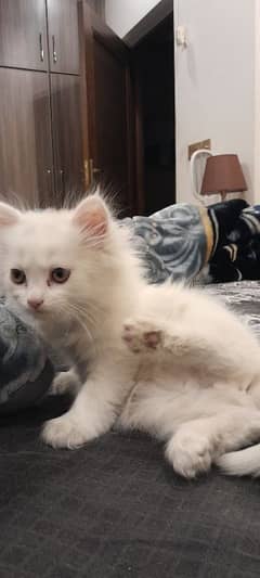 Persian Kitten Cat Male Triple Coat 2 Months Old