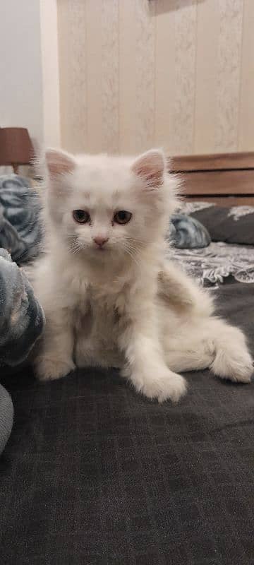 Persian Kitten Cat Male Triple Coat 2 Months Old 1