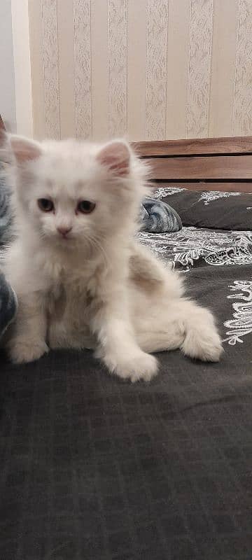 Persian Kitten Cat Male Triple Coat 2 Months Old 2