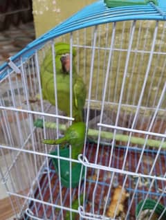 parrot