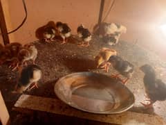 2 days chicks for sale