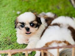 Shihtzu Puppies