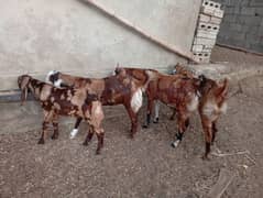 Goats for sale