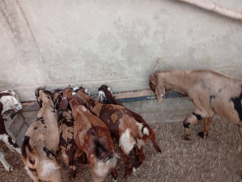 Goats for sale 1