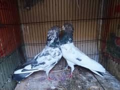 breeder pigeon pairs