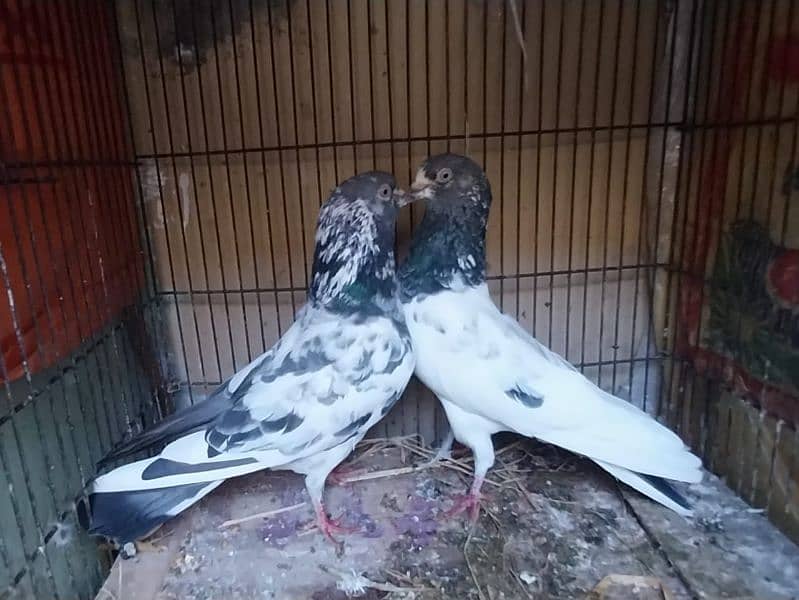 breeder pigeon pairs 0