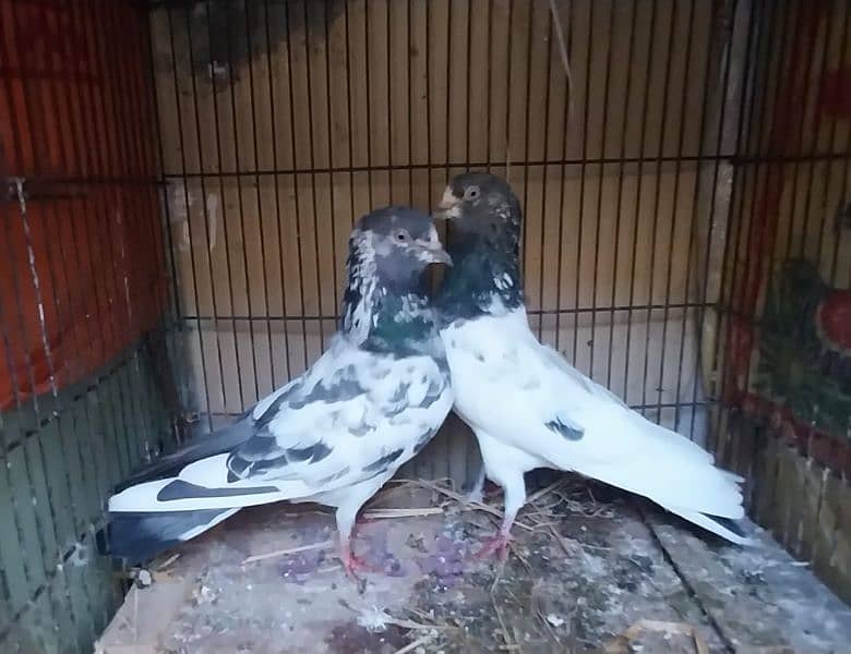 breeder pigeon pairs 1