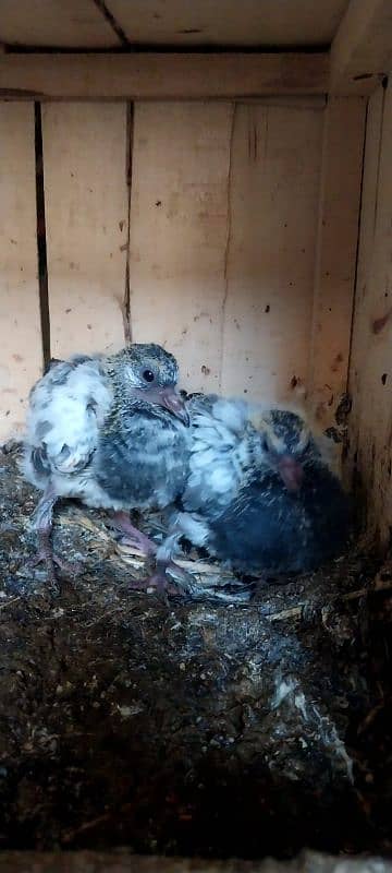 breeder pigeon pairs 2