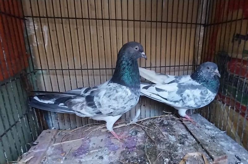 breeder pigeon pairs 3