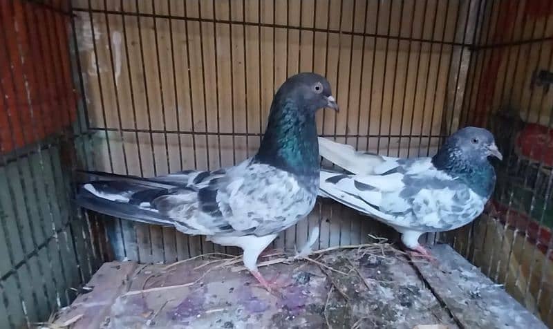 breeder pigeon pairs 4