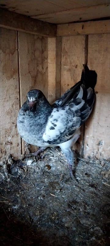 breeder pigeon pairs 5