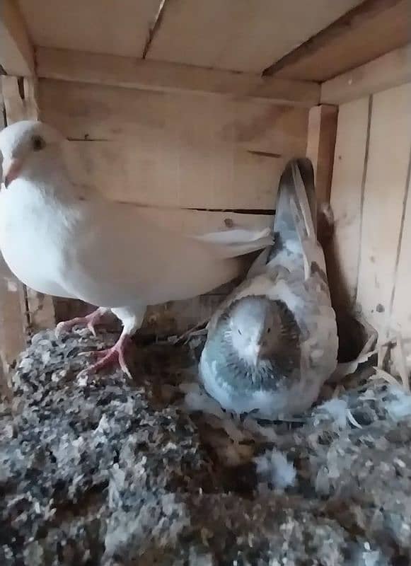 breeder pigeon pairs 6