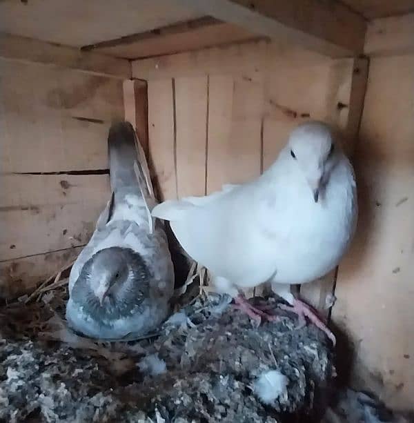 breeder pigeon pairs 7