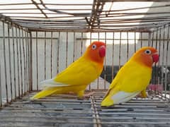 Love Birds for sale