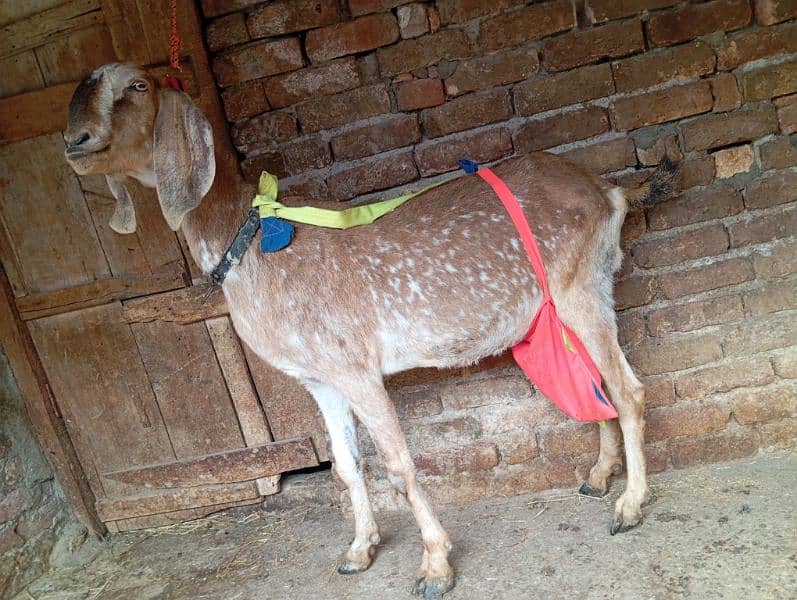 Desi beetal goat with one female kid 1