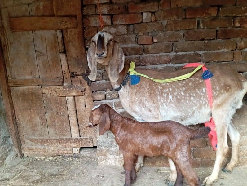 Desi beetal goat with one female kid 2