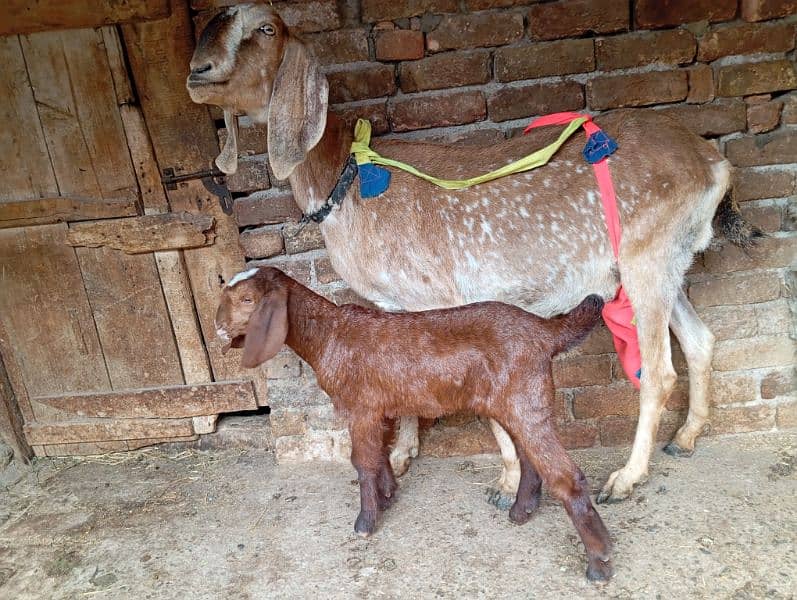 Desi beetal goat with one female kid 3