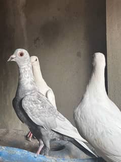 White and Silver fancy pair