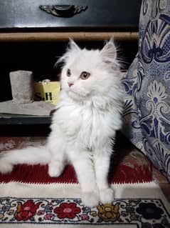 White Persian kittens