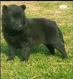 Black German Shepherd Double coat Match 2 Moth for Sale