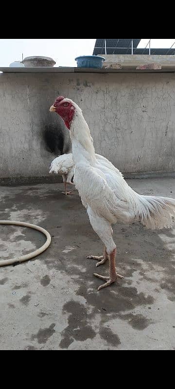 white shamo for sale. 0