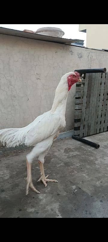 white shamo for sale. 1