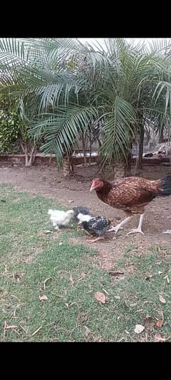 Aseel hen with 2 silkie 1 RIR 1 fayoumi chicks