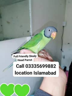 Proper Hand Tamed Full Friendly Sleaty Head Male Parrot