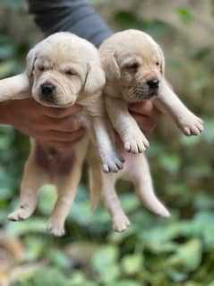 British Labrador puppies for sale