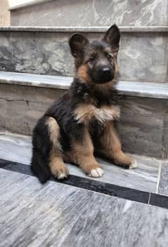 German Shepherd puppies are available for sale