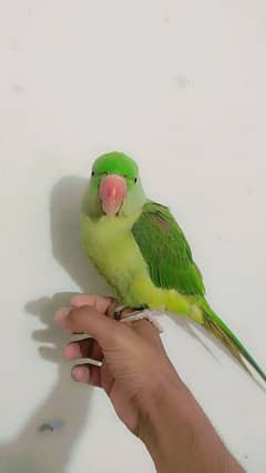 Friendly Parrot