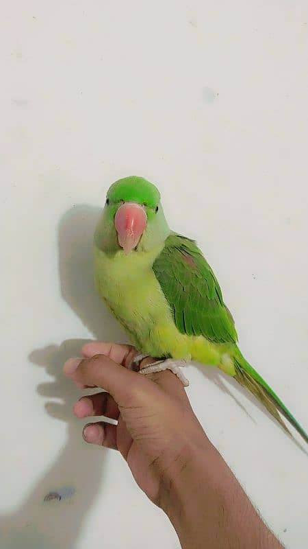 Friendly Parrot 0