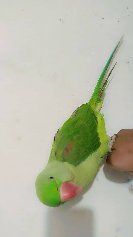 Friendly Parrot 1