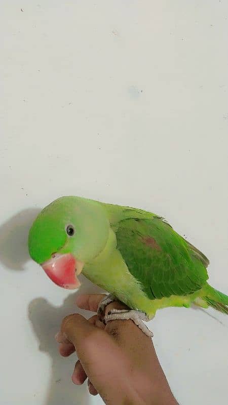 Friendly Parrot 2