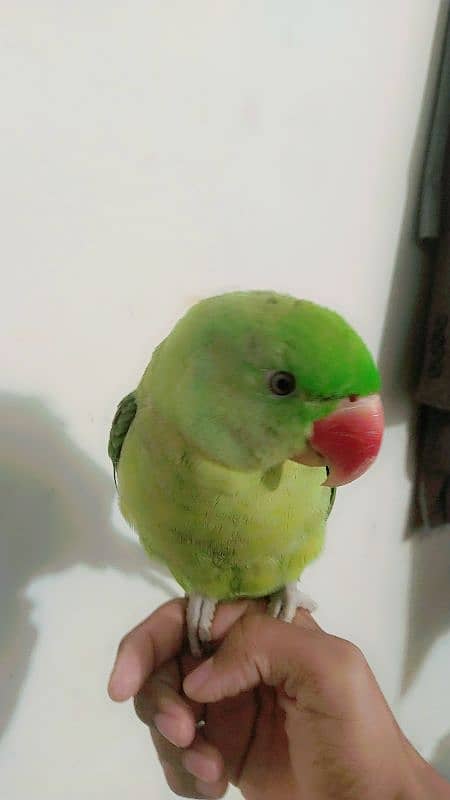 Friendly Parrot 3