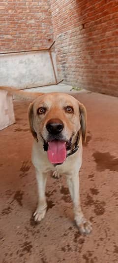 Lebra Golden/white retriever + Rottweiler