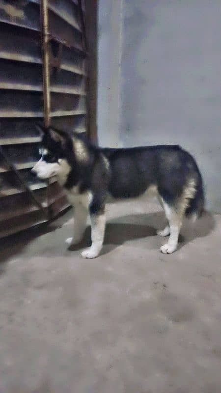 Vaccinated  11month Old Blue Eyes  Standard Coat Clear Marking 3