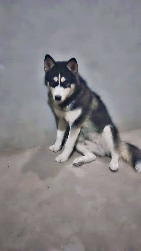 Vaccinated  11month Old Blue Eyes  Standard Coat Clear Marking 7