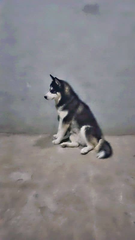 Vaccinated  11month Old Blue Eyes  Standard Coat Clear Marking 10