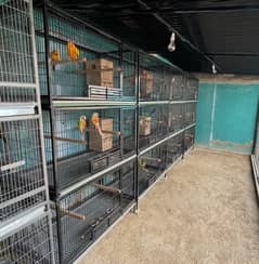 Parrot Cages (African Grey, Ring Neck, Sunconure)