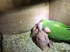 Yellow & Green Ringneck chicks