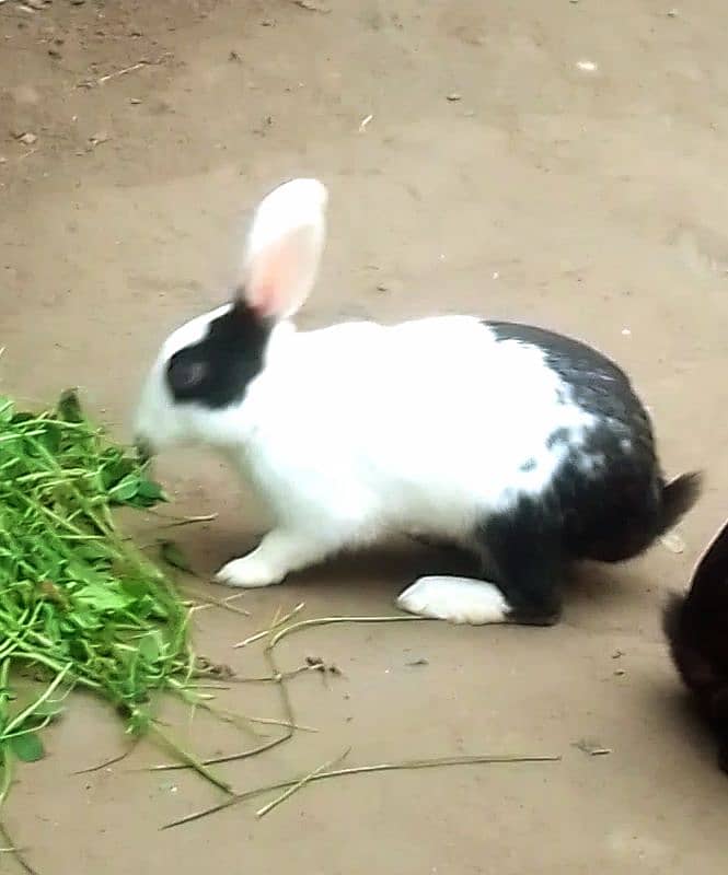 Beautiful Rabbits Dasi 1