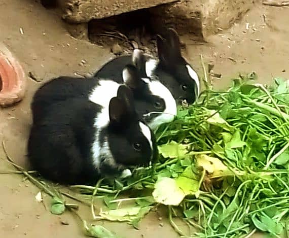 Beautiful Rabbits Dasi 2